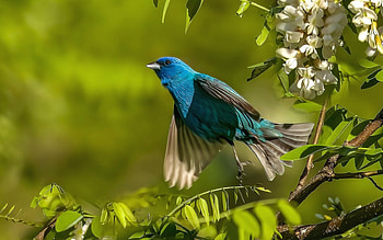 Blue Bird, flight, blue, bird, blossoms HD wallpaper
