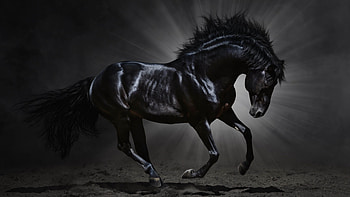 Black Horse | Dark Horse for 3840 x 2160 - HD wallpaper