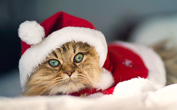 Animals, Cat, Blur, Smooth, Sight, Opinion, Cap HD wallpaper