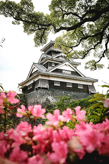 Cities, Flowers, Architecture, Building, Pagoda, Temple HD phone wallpaper