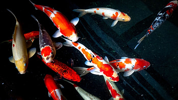 Fun facts about koi, Beautiful Japanese carp, Aquariumsavvy enthusiasts, Fascinating HD wallpaper