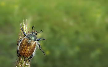 Grass, Summer, Macro, Minimalism, Bug, Beetle HD wallpaper