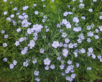 Blue tiny flowers, in, nature, flowers, blue flowers HD wallpaper