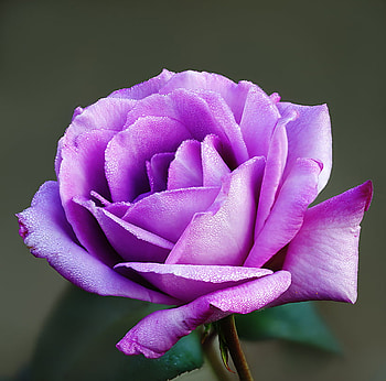 Purple Rose, rose, purple, beautiful, dewy, macro HD wallpaper