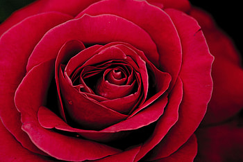 Flowers, Rose Flower, Rose, Petals, Bud, Close-Up HD wallpaper