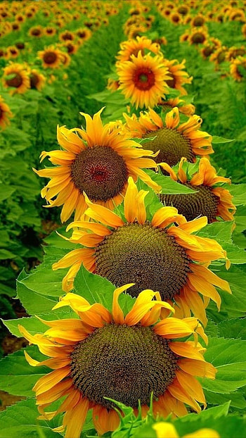 Sunflower, Adorable Flower HD phone wallpaper