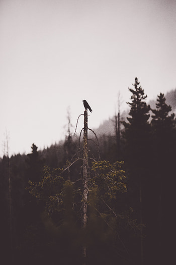 Animals, Bird, Wood, Forest, Tree, Gloomy, Lonely, Alone, Broken HD phone wallpaper