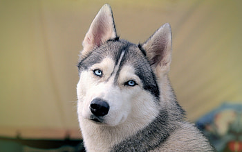 Pretty husky, animal, dog, puppy, husky, siberian HD wallpaper