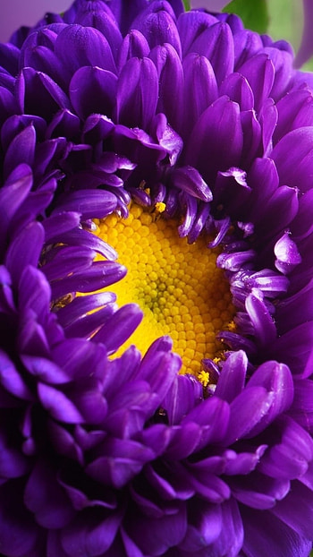 Purple Flowers, Beautiful, Purple, Flowers HD phone wallpaper