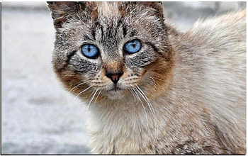 blue eyes.jpg, blue, eyes, cat HD wallpaper