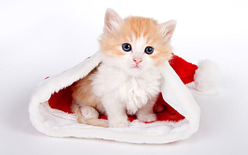 Cat Kitten Cute Cat Claw Hairy HD wallpaper