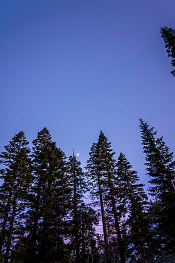 Nature, Trees, Sky, Moon HD phone wallpaper