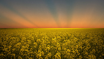 one last goodbye, rape, , goodbye, ray, last, one, field, , nature, sunset HD wallpaper