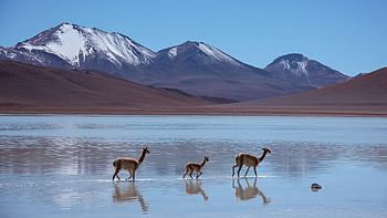 Bolivia, Lama, Laguna Blanca, Mountains HD wallpaper