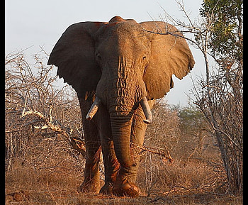 Bull, closeup, brown, trunk, elephant, tusks, male, giant HD wallpaper