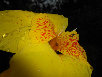 yellow, beautiful, nice, flower HD wallpaper
