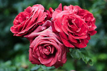 Flowers, Roses, Plant, Close-Up, Bloom, Flowering HD wallpaper