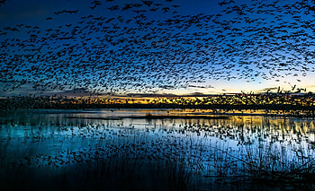 Beautiful birds, lake, sunset, silhouette, nature HD wallpaper