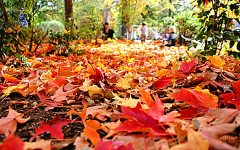 Autumn Leaves Falling Clip Art. fall autumn road scenic ... HD wallpaper