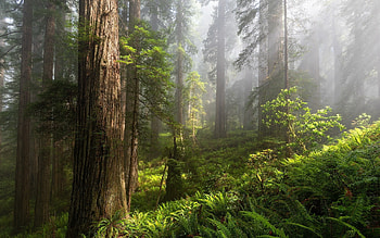 Forest, trees, sunbeams, mist HD wallpaper