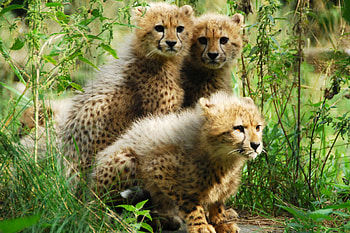 Sleepover with baby cheetah, Unforgettable experience, Close bond, Magical encounter HD wallpaper