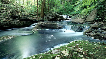 Nature, Water, Forest, Moss, Creek, Brook HD wallpaper