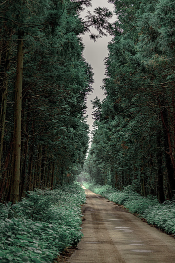 Nature, Trees, Bush, Road, Alley, Dahl, Distance HD phone wallpaper
