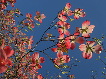 Spring, blue, orange, beauty, summer, branch, pink, flower, sky HD wallpaper