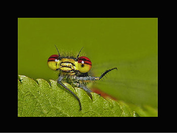 Animals, bees, birds, bugs, cute, insects HD wallpaper