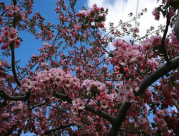 Under the Blossom Tree, blue, pink, pretty, branches, sky, cloud, blossom HD wallpaper