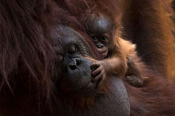Spanish zoo delighted, 11-day-old baby orangutan, Delicate and precious, Nature's miracle HD wallpaper