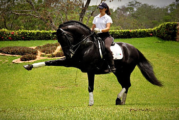 Andalusian Performing The Spanish Walk, spanish, andalusian, horses, black, spanish walk HD wallpaper