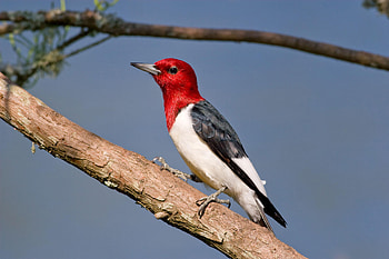 The red-headed, Woodpecker HD wallpaper