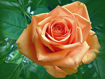 Plants, Flowers, Roses HD wallpaper