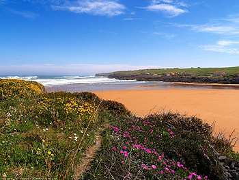 Landscape, Flowers, Beach HD wallpaper