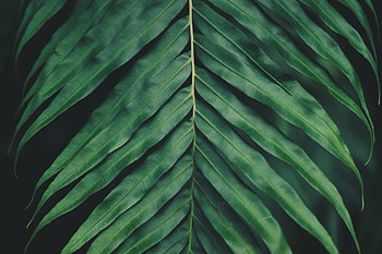 Plant, Macro, Blur, Smooth, Sheet, Leaf, Carved HD wallpaper