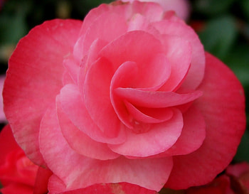 This rose is to the best son in the world (JOSHUA), son, friend, family, love HD wallpaper