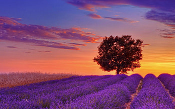 Lavender Field with a Lone Tree, field, lavender, clouds, sky, nature, flowers, tree HD wallpaper