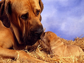 My First Son, family, animals, dogs, , puppies HD wallpaper