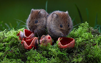 Family of Voles, mice, mushrooms, animals, moss, voles HD wallpaper