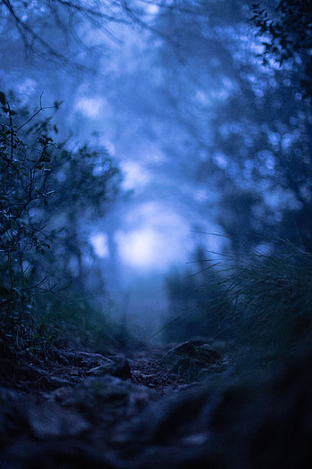 Grass, Macro, Fog, Blur, Smooth HD phone wallpaper