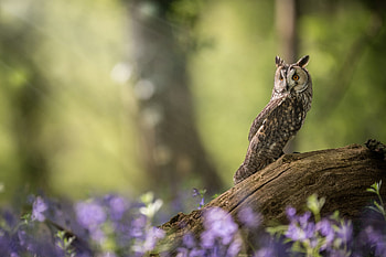 Owl, bufnita, pasari, bird, nature HD wallpaper
