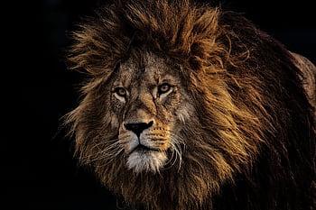 Close-up portrait of a majestic lion with a dark background, showcasing its powerful gaze and lush mane. HD wallpaper