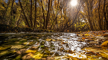 Golden autumn forest, trees, leaves, sunrays, sun, creek HD wallpaper