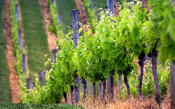 Nature, Grapes, Mountain, Field, Rows, Ranks, Sprouts HD wallpaper
