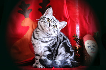 cute kitty, art , kitty, animals, cats, cute HD wallpaper