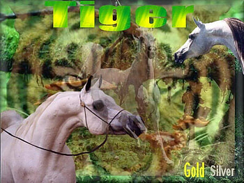 The Arabians, white arabians, nature, arabians, animals HD wallpaper