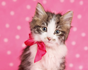 Kitten, sweet, animal, white, cute, cat, dot, pisica, pink, rachael hale, bow HD wallpaper