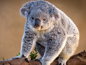 Koala, bears, cute, nice, animals, funny, humor, pet, adorable HD wallpaper