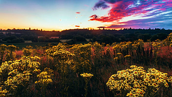 Dawn Flowers, Old Linslade, Bedfordshire, England, clouds, colors, sky, wildflowera, sunset HD wallpaper